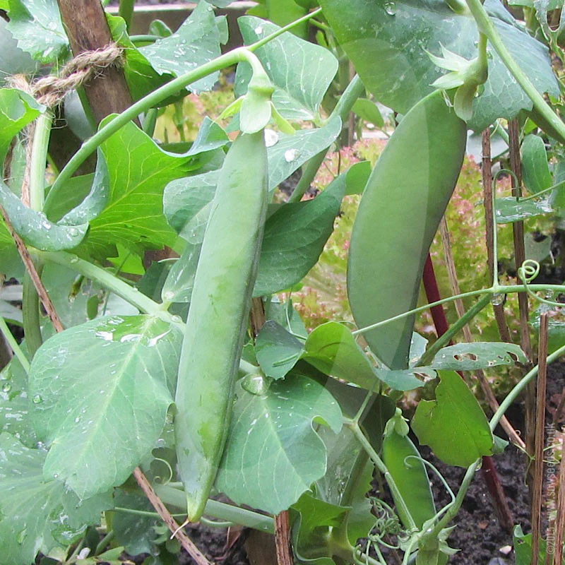 Pea Douce Provence Seeds - Image 4