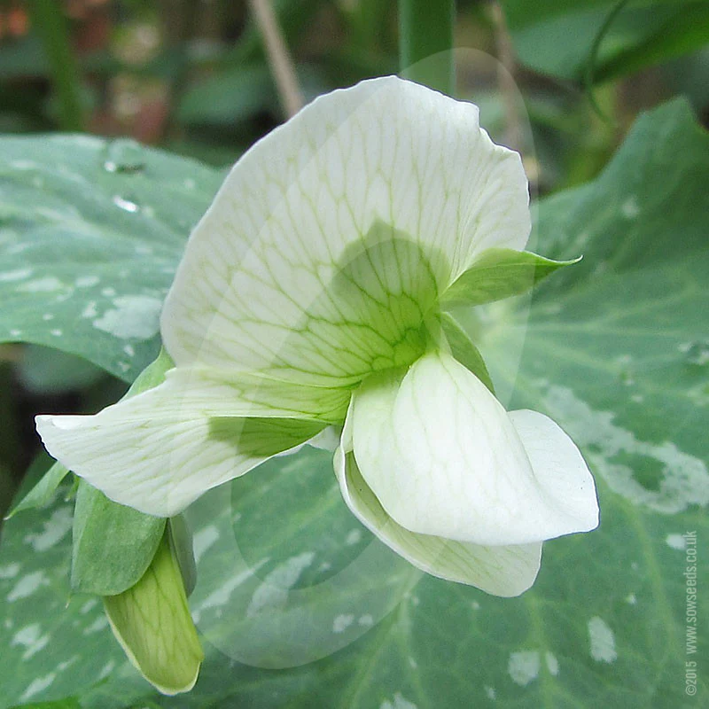 Pea Douce Provence Seeds - Image 5
