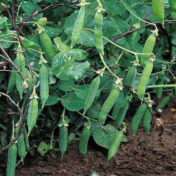 Pea Meteor Seeds - Image 3