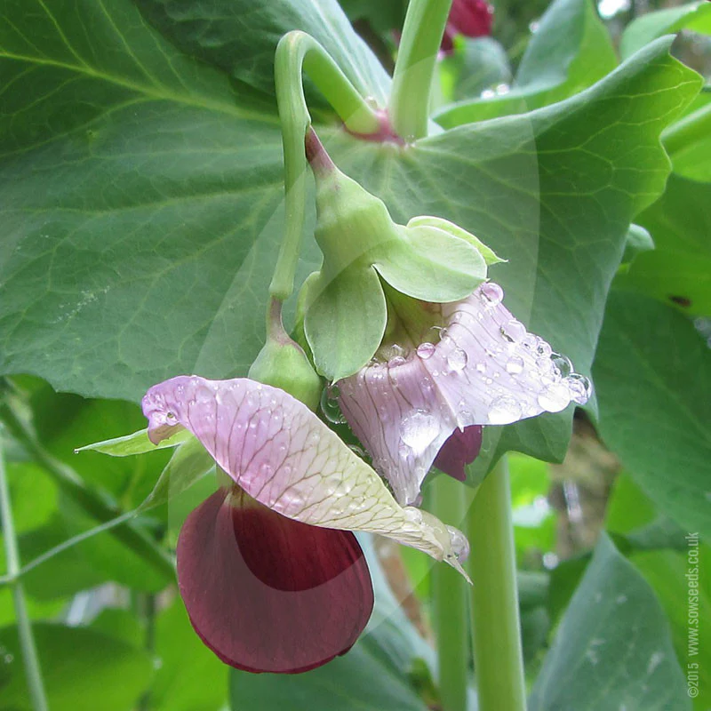 Pea 'Mange Tout' Shiraz Seeds - Image 3