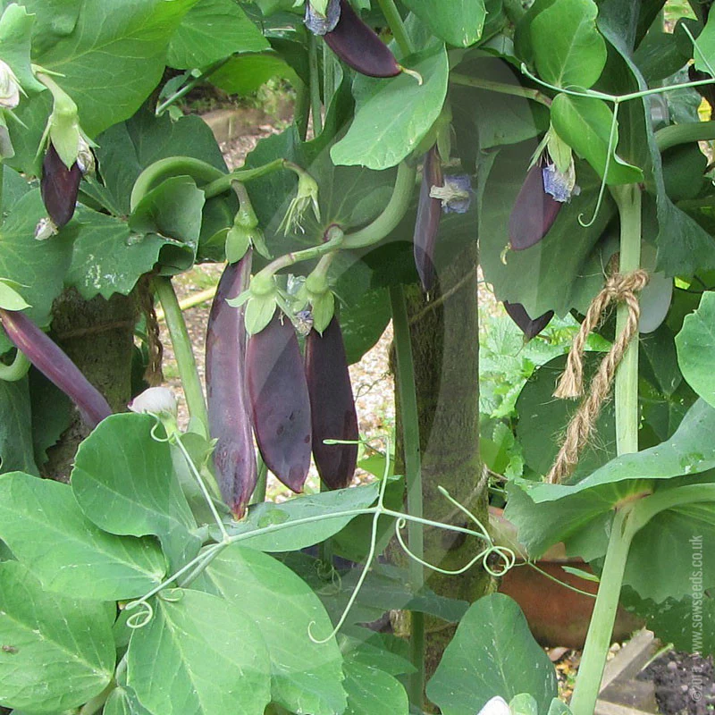 Pea 'Mange Tout' Shiraz Seeds - Image 4