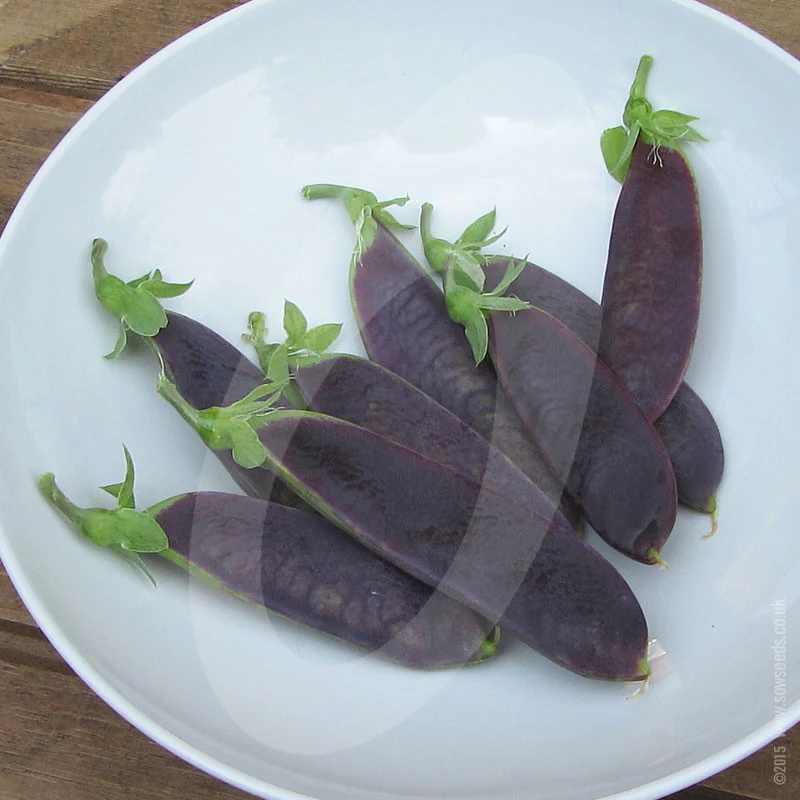 Pea 'Mange Tout' Shiraz Seeds - Image 5