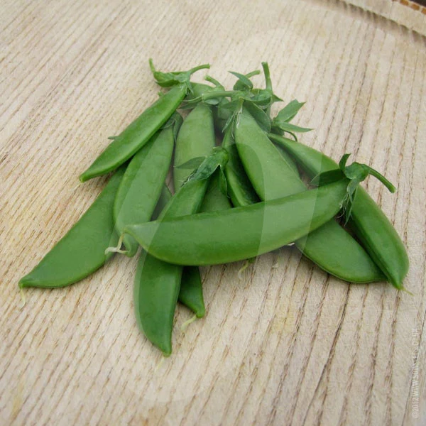 Pea Sugar Snap Delikett Seeds (AGM) - Image 5