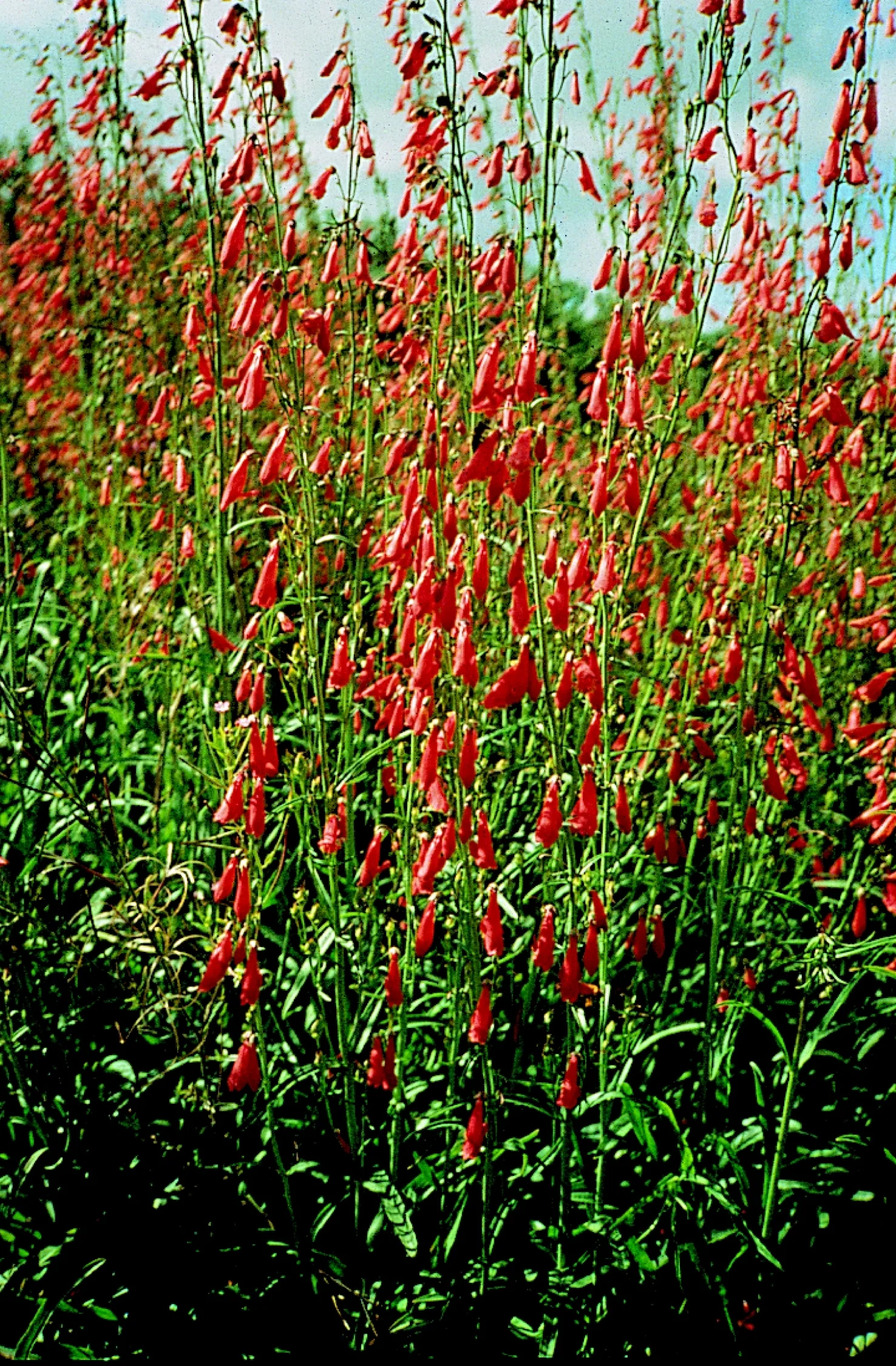 Penstemon Barbatus 'Jingle Bells' Cut Flower Seeds - Image 2