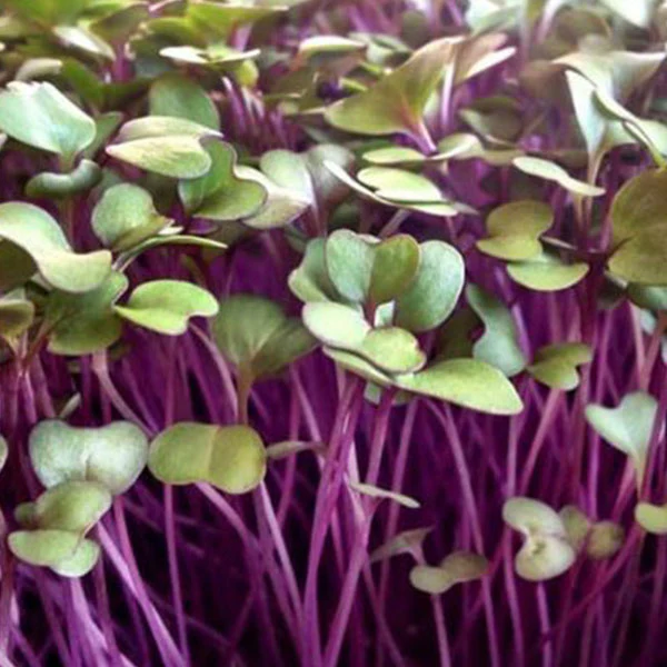 Pink Kale Microgreens Seeds - Image 2