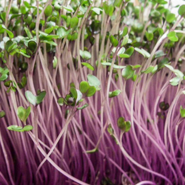 Pink Kale Microgreens Seeds - Image 3