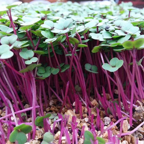 Pink Kale Microgreens Seeds - Image 4