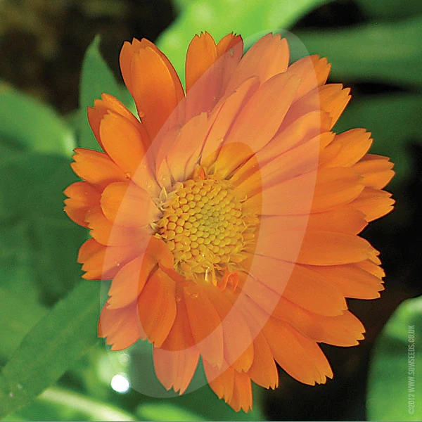 Pot Marigold Seeds - Image 2