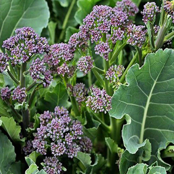 Purple Sprouting Broccoli Early Seeds - Image 3