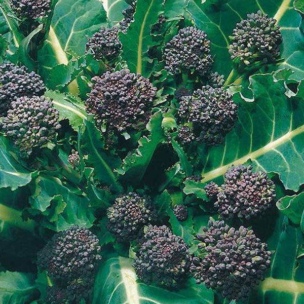 Purple Sprouting Broccoli Early Seeds - Image 4