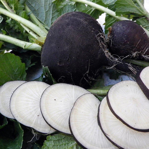Radish Winter Round Black Spanish Seeds - Image 3