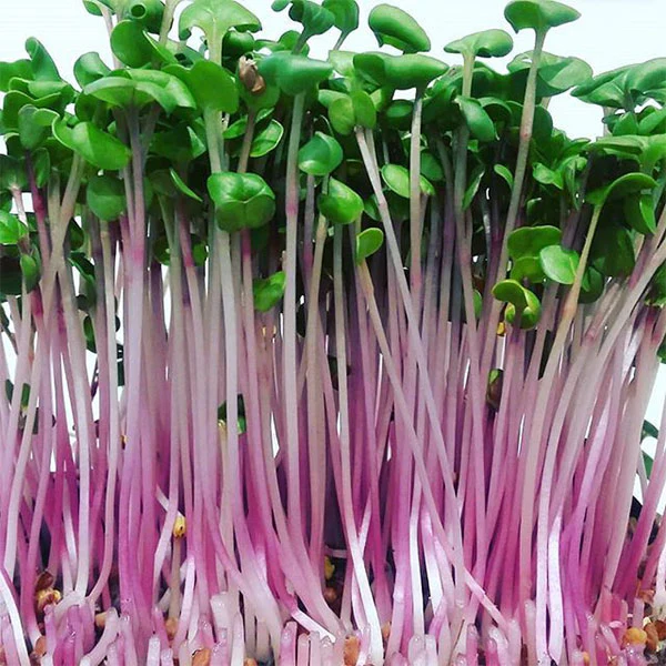 Radish China Rose Microgreens Seeds - Image 3