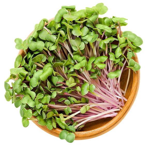 Radish China Rose Microgreens Seeds - Image 4