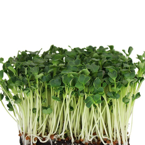 Radish Daikon Microgreens Seeds - Image 3