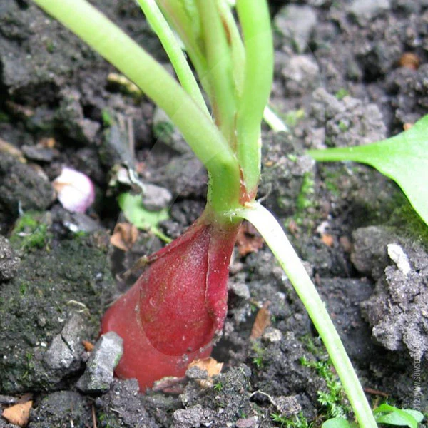 Radish French Breakfast Seeds - Image 3