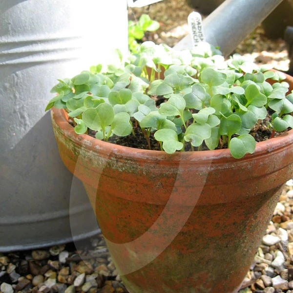 Radish French Breakfast Seeds - Image 4