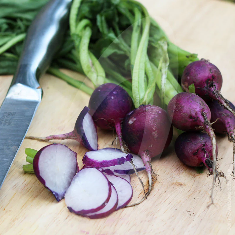 Radish Malaga Violet Seeds - Image 3