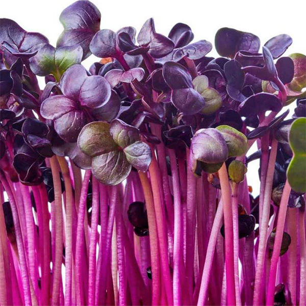 Radish Sango Microgreens Seeds - Image 3