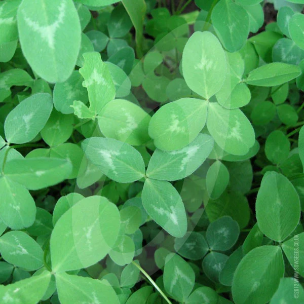 Green Manure Red Clover Seeds - Image 3