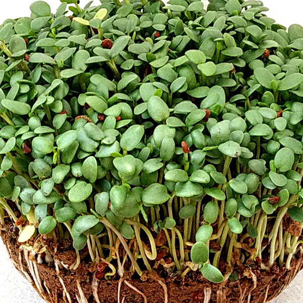 Red Clover Microgreens Seeds - Image 2