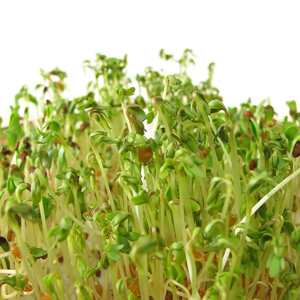Red Clover Microgreens Seeds - Image 3