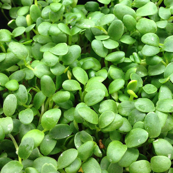 Red Clover Microgreens Seeds - Image 4