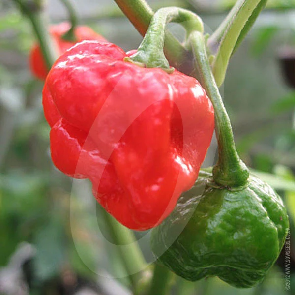 Chilli Pepper Red Mouraga Seeds - Image 2