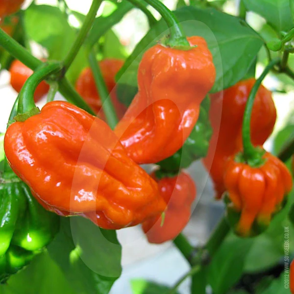 Chilli Pepper Red Trinidad Scorpion Seeds - Image 4