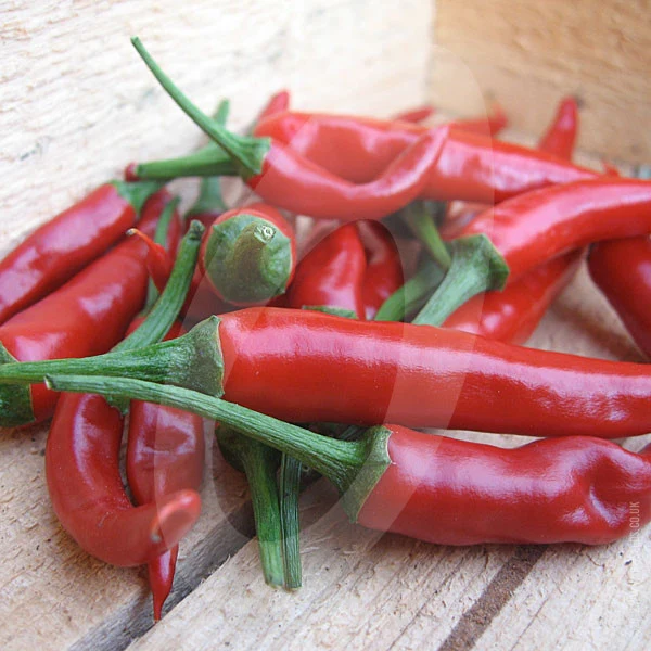 Chilli Pepper Ring of Fire Seeds - Image 3