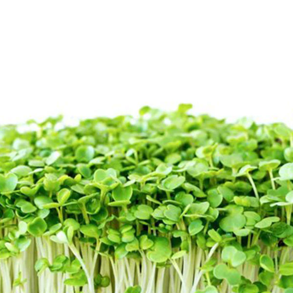 Rocket Microgreens Seeds - Image 2