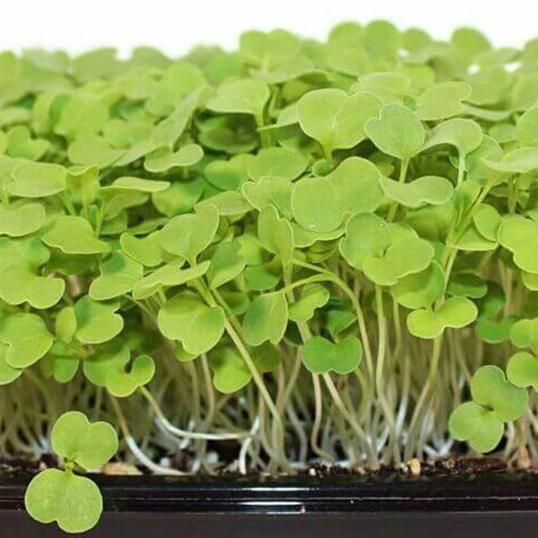Rocket Microgreens Seeds - Image 3