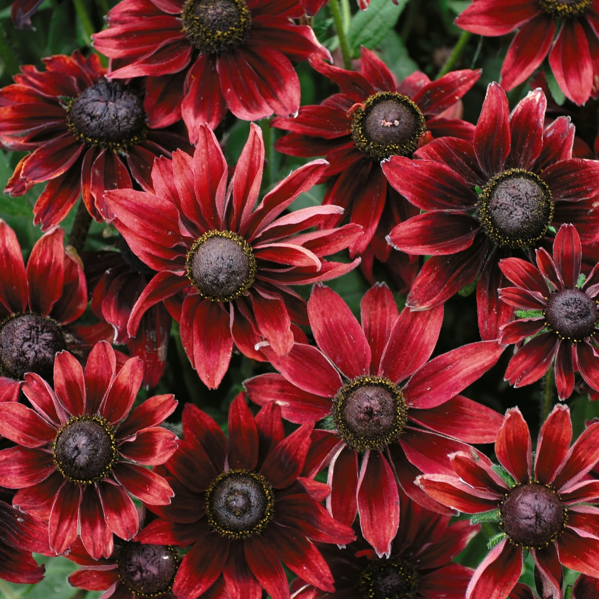 Rudbeckia Hirta 'Cherry Brandy' Cut Flower Seeds - Image 2