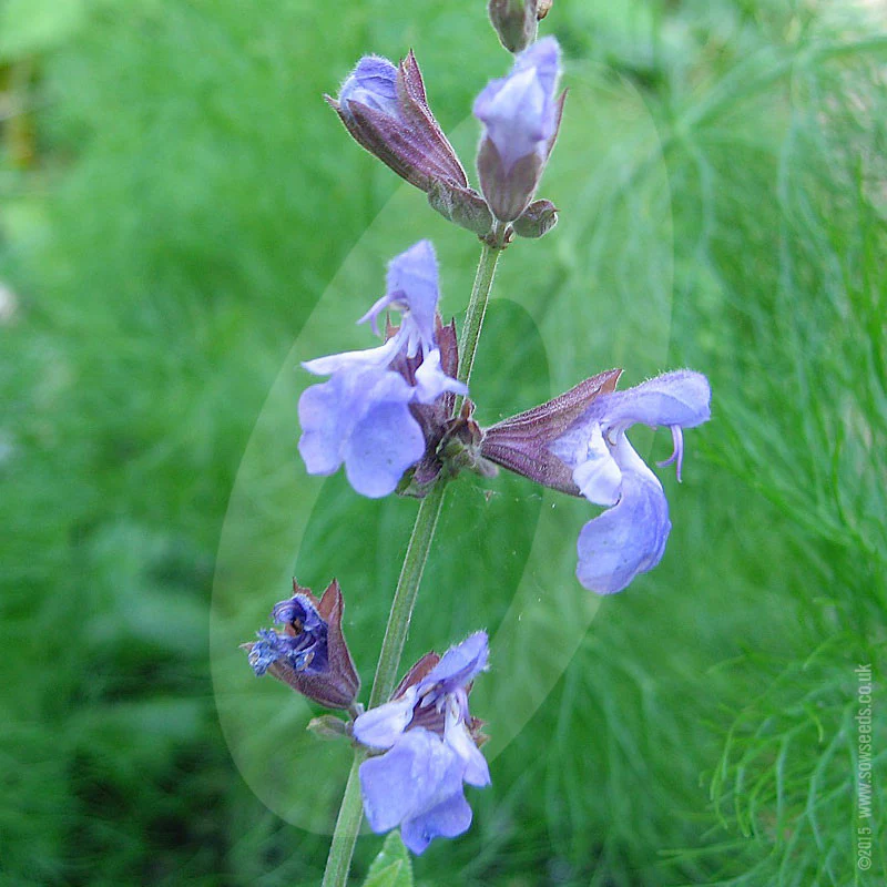 Herb Sage Seeds - Image 4