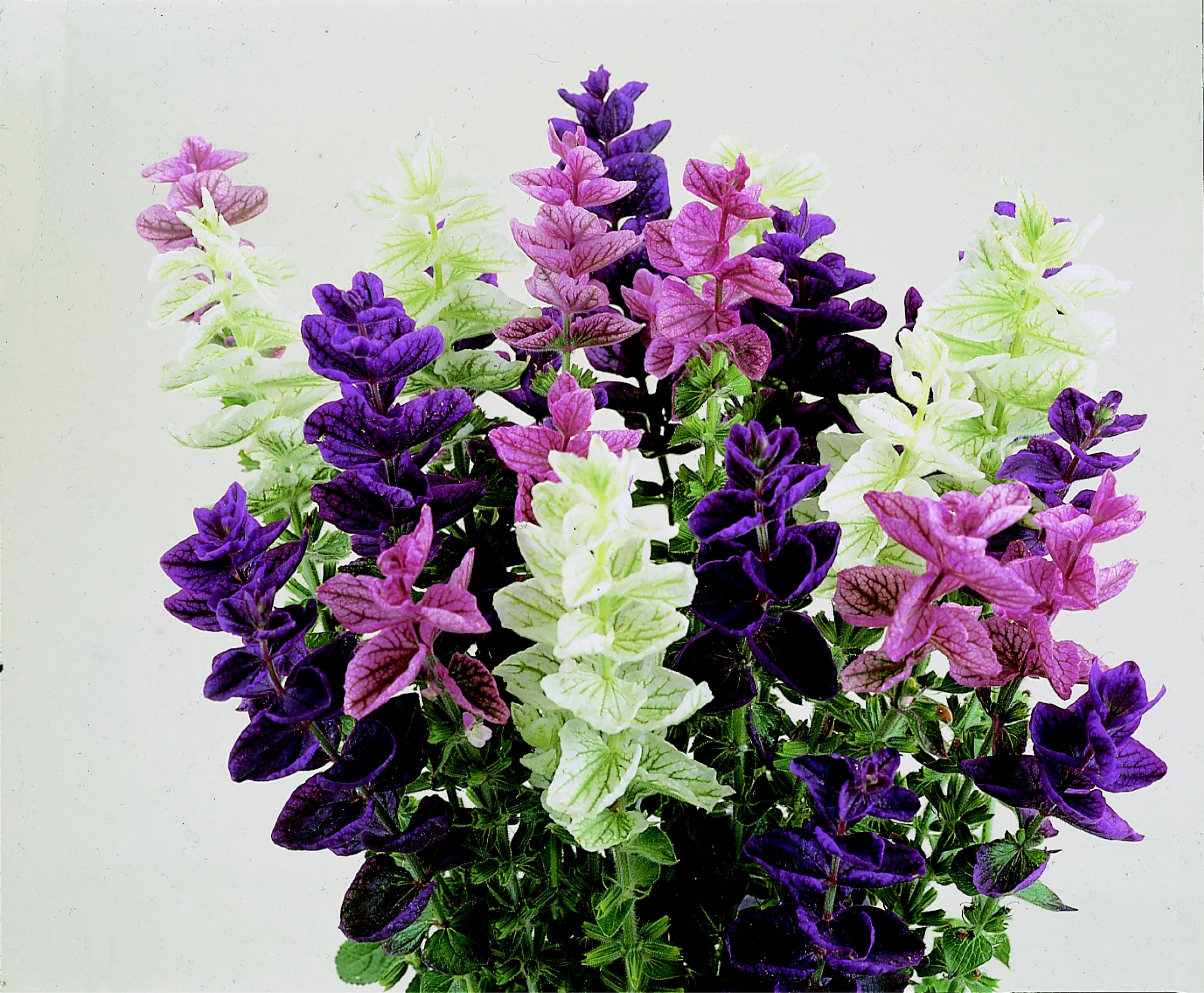 Salvia Horminum Clary Monarch Mixed Cut Flower Seeds - Image 2