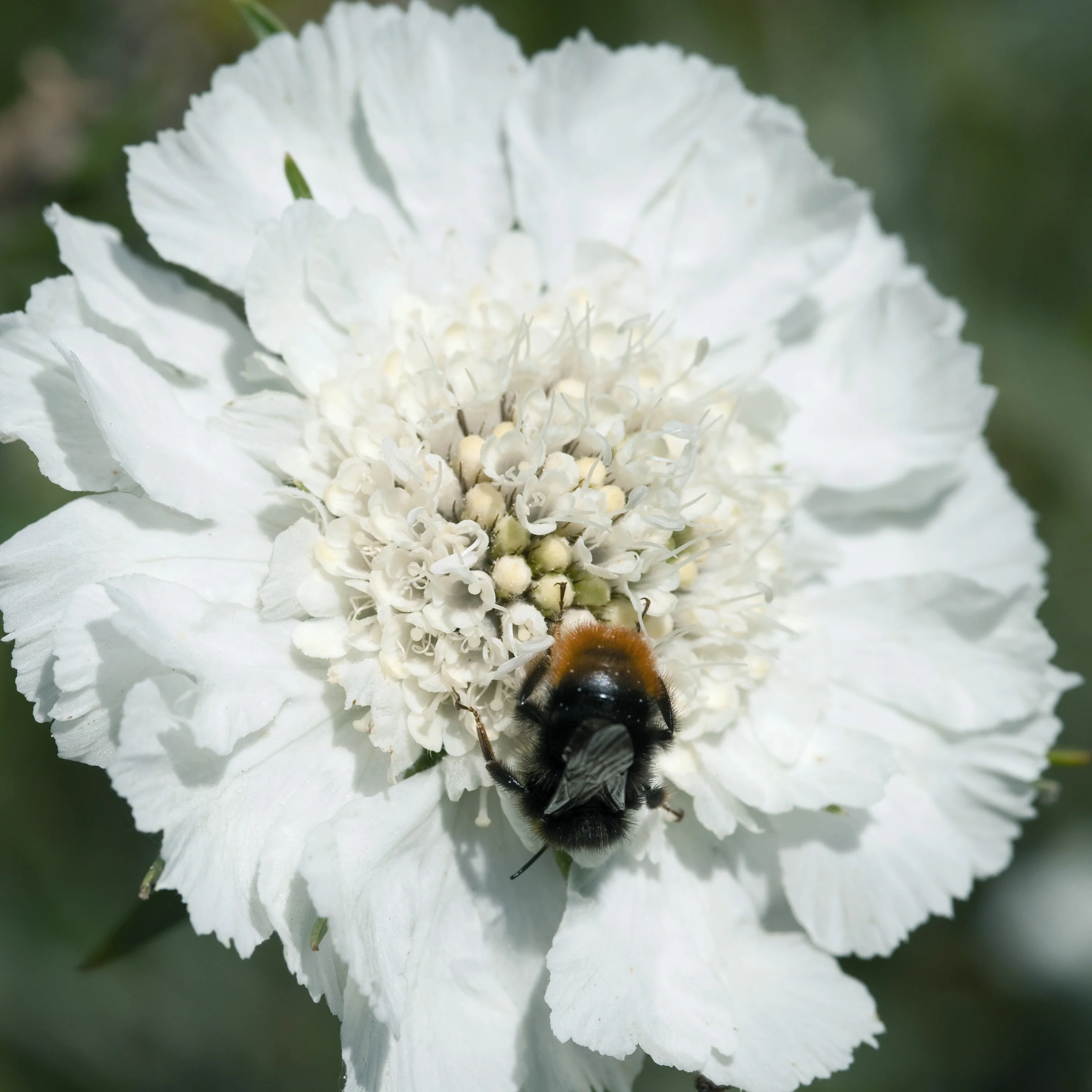Scabiosa Caucasica 'Fama White' Cut Flower Seeds - Image 2