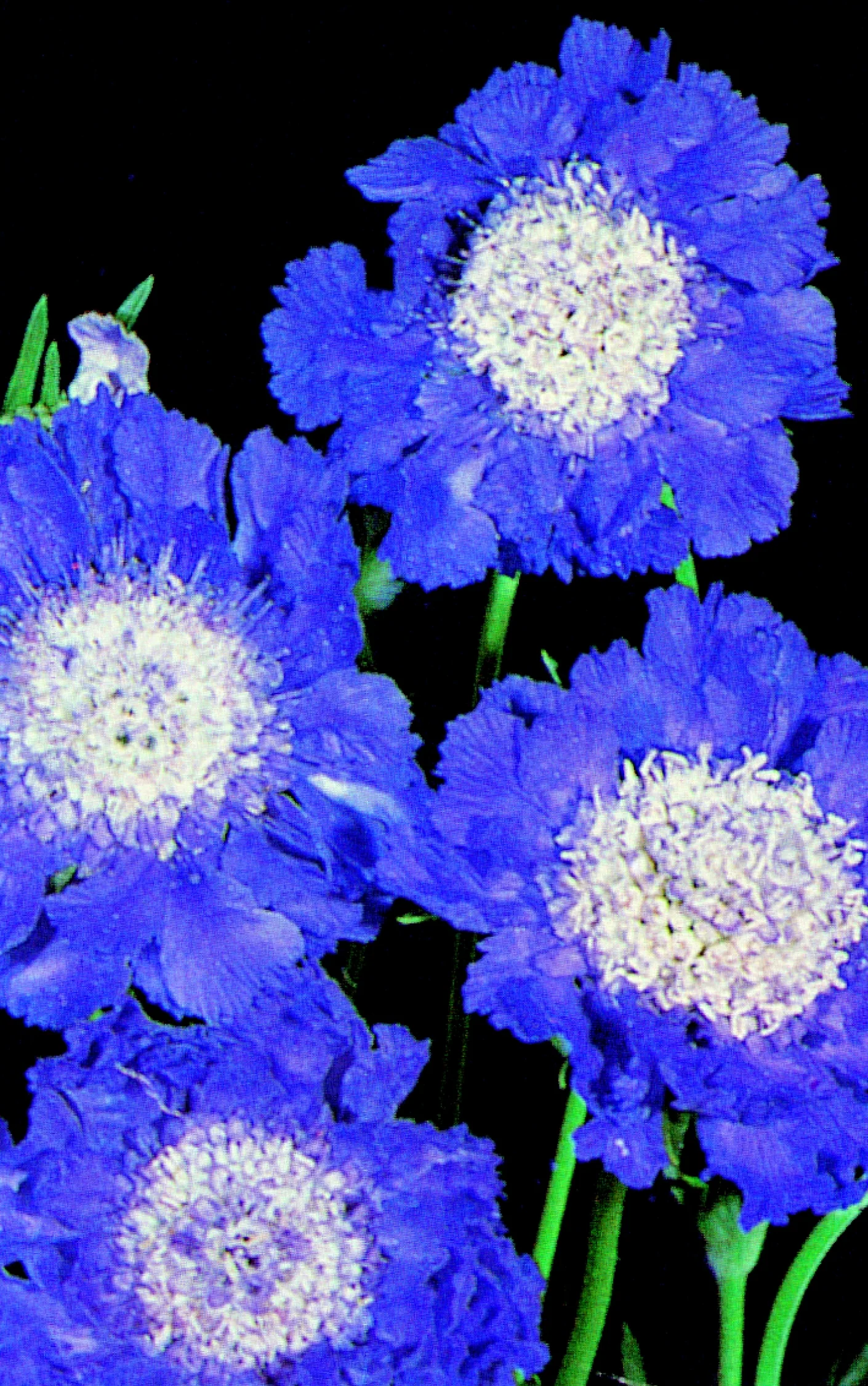 Scabiosa Caucasica 'Fama' Cut Flower Seeds - Image 2