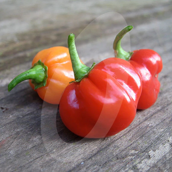 Chilli Pepper Scotch Bonnet Red Seeds - Image 3