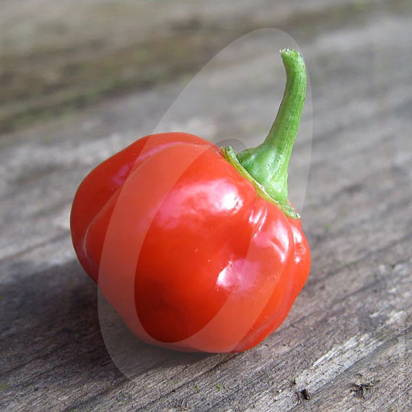 Chilli Pepper Scotch Bonnet Red Seeds - Image 4