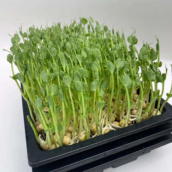 Sow Microgreens Starter Kit - Image 3