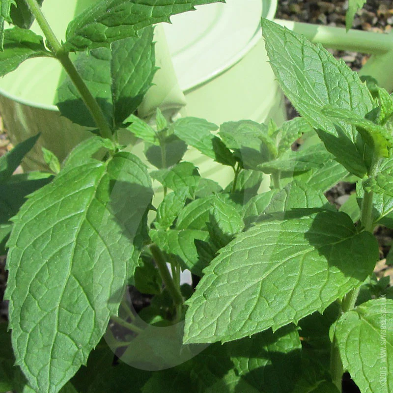 Herb Spearmint Seeds - Image 3