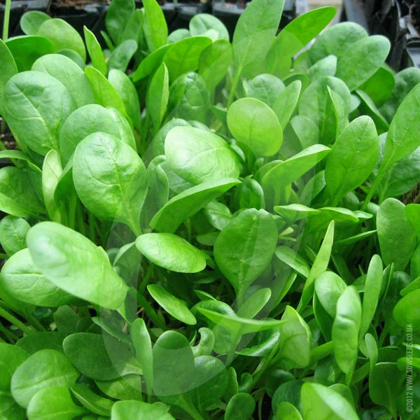 Spinach Medania Seeds (AGM) - Image 3
