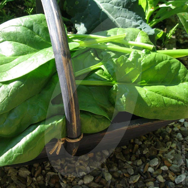 Spinach Medania Seeds (AGM) - Image 4