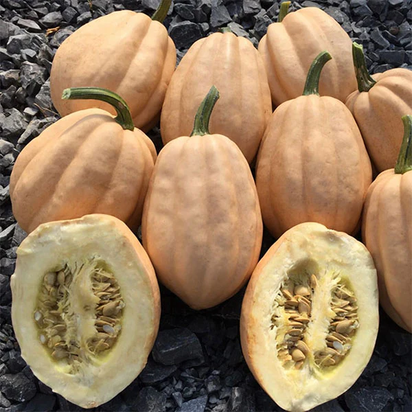 Squash Baked Potato Seeds - Image 2