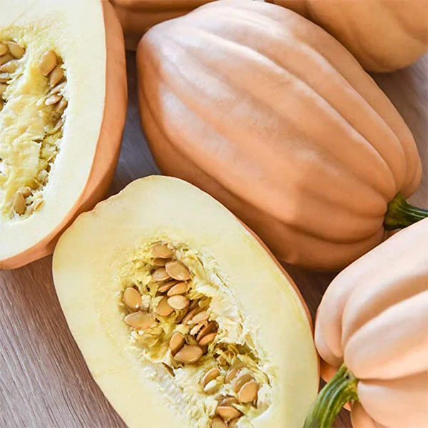 Squash Baked Potato Seeds - Image 4