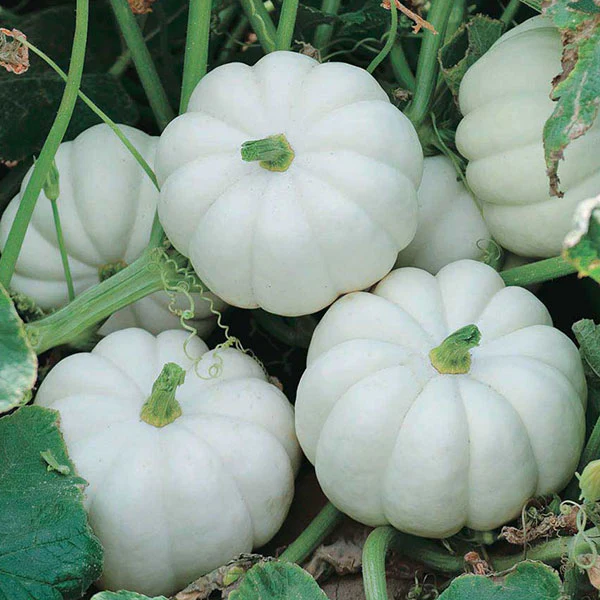 Squash F1 Casperita Seeds - Image 2