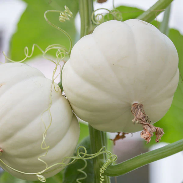Squash F1 Casperita Seeds - Image 3