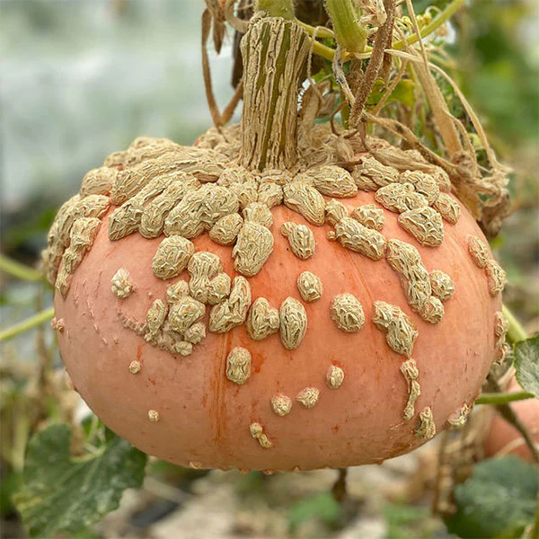 Squash Galeuse D'Eysines Seeds - Image 2