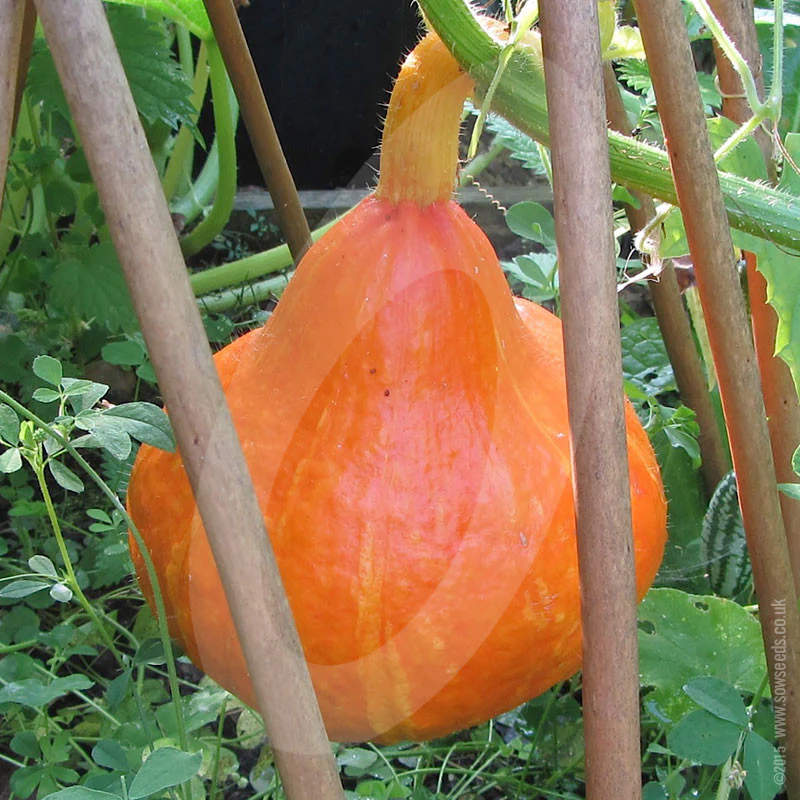 Squash Uchiki Kuri (Red Kuri) Seeds - Image 4