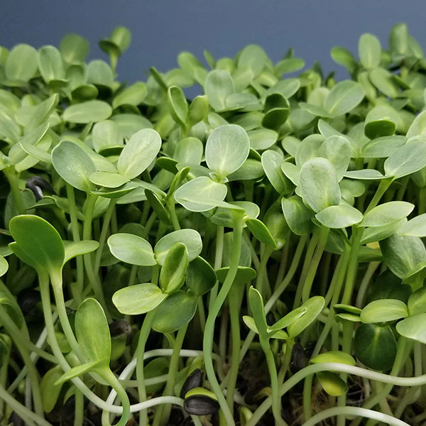 Sunflower Green Microgreens Seeds - Image 3