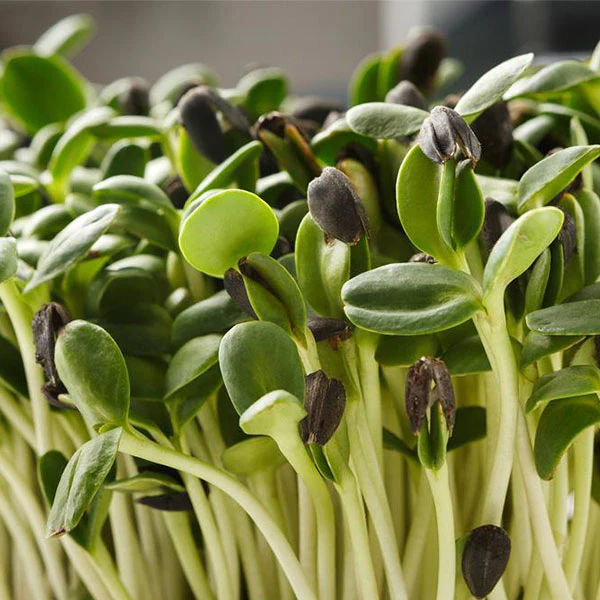 Sunflower Green Microgreens Seeds - Image 4
